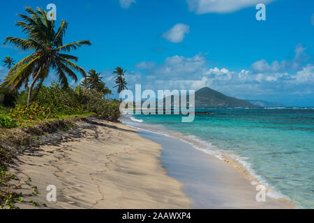 Plage de palmiers poussent contre le ciel bleu, Saint Kitts et Nevis, Caraïbes Banque D'Images