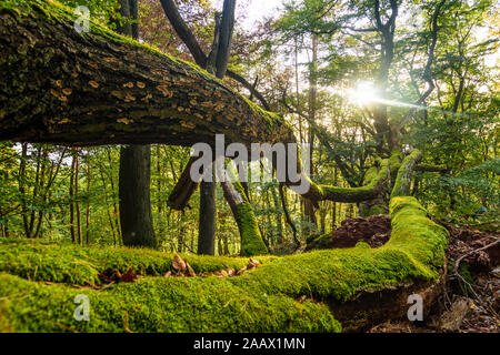 Neustadt an der Weinstraße : forêt de hêtres, feuilles, arbre mort, tombés dans la jungle, Forêt du Palatinat Pfälzerwald, Rheinland-Pfalz, Rhineland-Palatin Banque D'Images