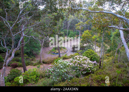 Les jardins des rhododendrons Campbell à Blackheath Parc national de Blue Mountains à l'été, les jardins sont une attraction touristique populaire Banque D'Images