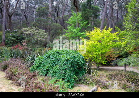 Les jardins des rhododendrons Campbell à Blackheath Parc national de Blue Mountains à l'été, les jardins sont une attraction touristique populaire Banque D'Images