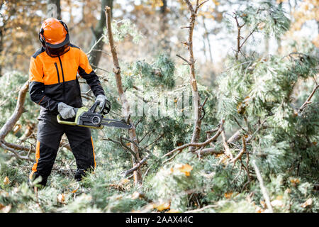 Vêtements de protection en bûcheron, branches de sciage à la tronçonneuse d'un arbre abattu dans la forêt de pins. Concept d'un enregistrement professionnel Banque D'Images