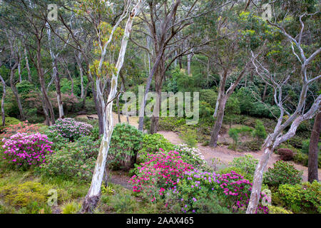 Les jardins des rhododendrons Campbell à Blackheath Parc national de Blue Mountains à l'été, les jardins sont une attraction touristique populaire Banque D'Images