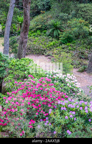 Les jardins des rhododendrons Campbell à Blackheath Parc national de Blue Mountains à l'été, les jardins sont une attraction touristique populaire Banque D'Images