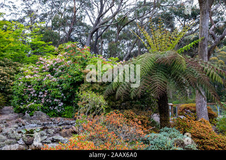 Blue Mountains Blackheath nouveau Campbells Rhododendron jardin en été, Australie Banque D'Images