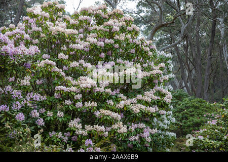 Blue Mountains Blackheath nouveau Campbells Rhododendron jardin en été, Australie Banque D'Images