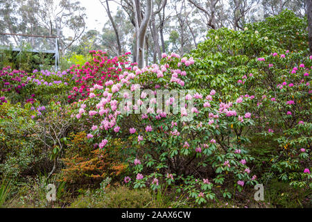 Blue Mountains Blackheath nouveau Campbells Rhododendron jardin en été, Australie Banque D'Images