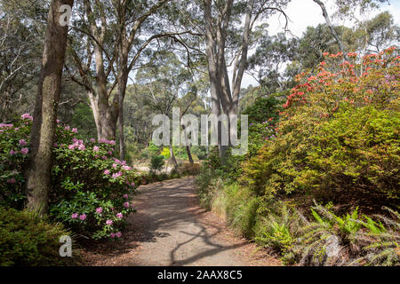 Blue Mountains Blackheath nouveau Campbells Rhododendron jardin en été, Australie Banque D'Images