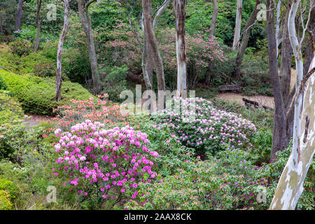 Blue Mountains Blackheath nouveau Campbells Rhododendron jardin en été, Australie Banque D'Images