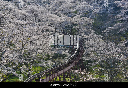 Fleur de cerisier avec piste de voiture de pente à Funaoka Parc du Château de Fukushima, au Japon. Banque D'Images