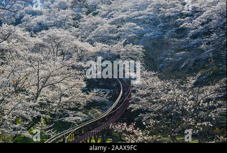 Fleur de cerisier avec piste de voiture de pente à Funaoka Parc du Château de Fukushima, au Japon. Banque D'Images