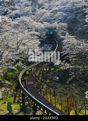 Fleur de cerisier avec piste de voiture de pente à Funaoka Parc du Château de Fukushima, au Japon. Banque D'Images