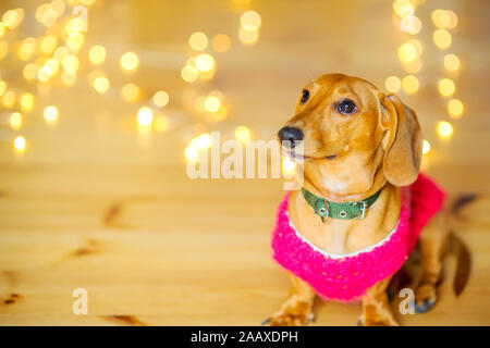 Funny mignon chien est assis sur le plancher contre l'arrière-plan des lumières de fête. Animaux domestiques. Animaux drôles. Noël et Nouvel An Banque D'Images