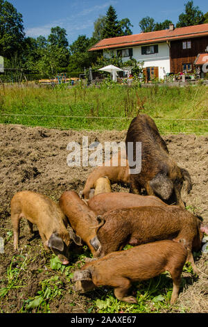 Porc Duroc est une ancienne race de porc domestique. La race a été développé aux États-Unis et ont formé la base de nombreuses races mixtes de porcs commerciaux. Banque D'Images