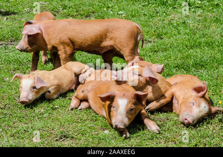 Porc Duroc est une ancienne race de porc domestique. La race a été développé aux États-Unis et ont formé la base de nombreuses races mixtes de porcs commerciaux. Banque D'Images