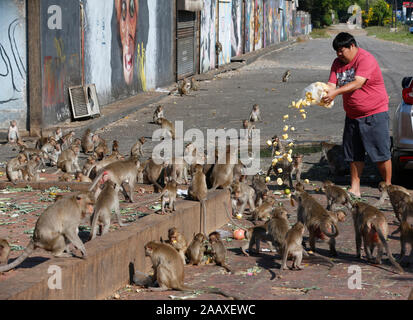 Un homme singe à maïs au cours de la 31e Festival annuel Buffet au singe Phra Prang Sam Yot temple dans la province de Lopburi, au nord de Bangkok, Thaïlande. Banque D'Images