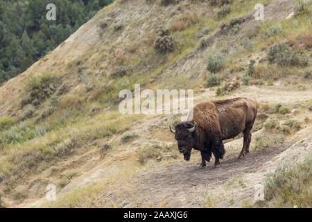 Un buffle dans les Badlands du Dakota du Nord Banque D'Images