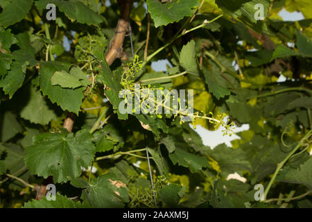 Raisin non mûr dans le jardin Banque D'Images