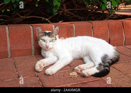Shaby sans-abri sale avec des taches blanches dans la rue pose cat sol Banque D'Images