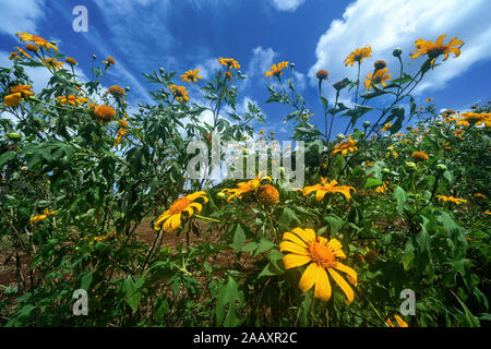 Vue aérienne de la montagne du volcan Chu Dang Ya avec la fleur de Da Quy ou la fleur de Tithonia diversifolia près de la ville de Pleiku, province de Gia Lai, Vietnam. Chu DangYa Banque D'Images