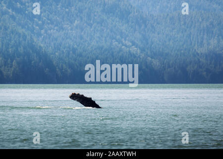 Le Canada, la Colombie-Britannique. Humpback Whale flipper dans l'Inlet Knight Banque D'Images