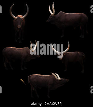 Watusi ankole debout dans un fond sombre Banque D'Images