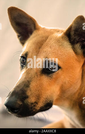 Le chien rouge mongrel ressemble, close-up, portrait. photographie verticale Banque D'Images