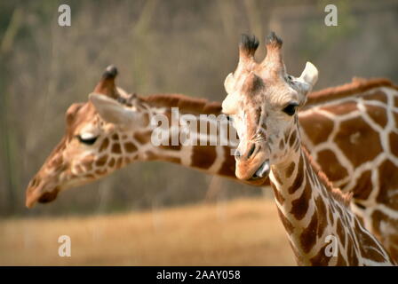 Girafe femelle sticking tongue out en face de girafe mâle Banque D'Images