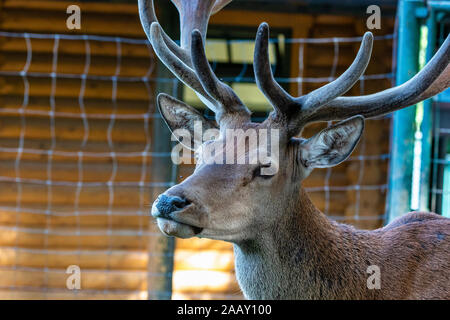 Chevreuil, Capreolus capreolus vit principalement en Allemagne et en France Banque D'Images
