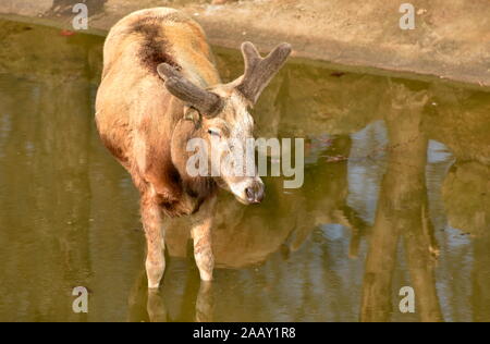 Deer stands avec les jambes à l'intérieur de l'eau d'un étang réfléchissant et les arbres environnants Banque D'Images