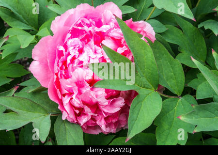 Arbre chinois pivoine rose Paeonia x suffruticosa Chang Zhi Fu Rong Banque D'Images