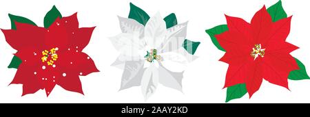Vector illustration d'un jeu de poinsettia. Hiver rose. Illustration de Vecteur