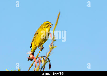 Canari jaunes (Ochrospiza flaviventris) perché sur le cap (Tecomaria capensis) Chèvrefeuille chantant dans la lumière du soir Banque D'Images