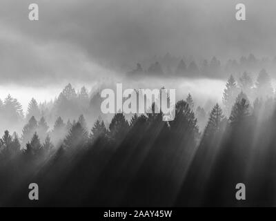 La forêt conifères de Cansiglio. Soleil au lever du soleil. Poutres de lumière sur les arbres à travers le brouillard. Paysage de montagne noir blanc. Prealpi Venete, Italie. Banque D'Images