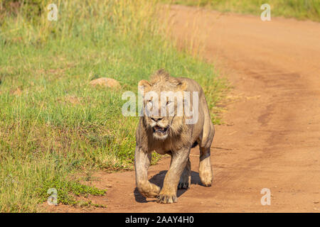 Lion mâle ( Panthera leo Leo) d'exécution pour que d'autres lions, Pilanesberg National Park, Afrique du Sud. Banque D'Images