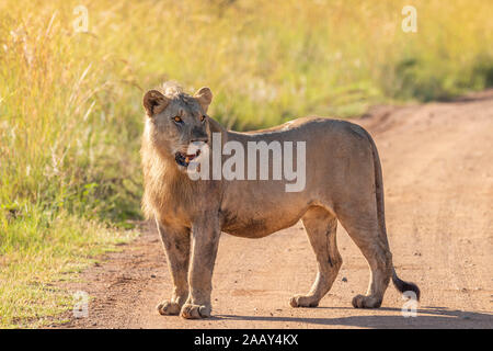 Young male lion (Panthera leo Leo) debout sur la route, le Parc National de Pilanesberg, Afrique du Sud. Banque D'Images