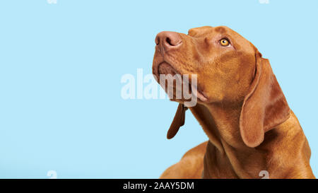 Cute puppy portrait studio hongrois Vizsla devint. Chien à la recherche de très gros plan sur fond bleu bannière. Banque D'Images
