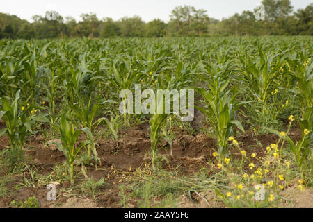 Tiges de maïs dans le champ de maïs.Agriculture.Récolte de maïs.La vie rurale. Banque D'Images