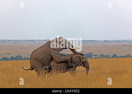 Afrikanischer Elefant - Paarung Banque D'Images