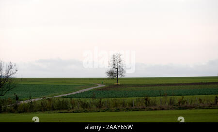 Lonely tree sur le terrain Banque D'Images