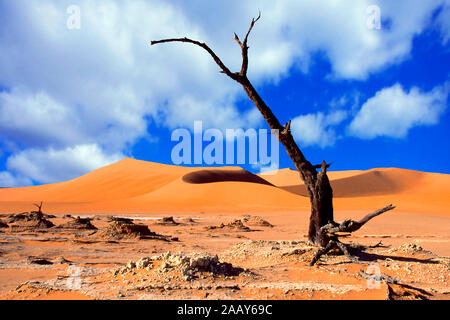 Abgestorbener Baum im Dead Vlei Banque D'Images