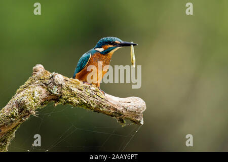 Optimize Alcedo atthis Kingfisher ; ; mit Beute, Autriche Banque D'Images