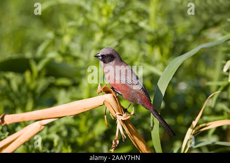 | Elfenastrild Estrilda erythronotus cheeked Waxbill Noir - Elfenastrild Maennchen Ondekaremba ferme, Namibie Banque D'Images