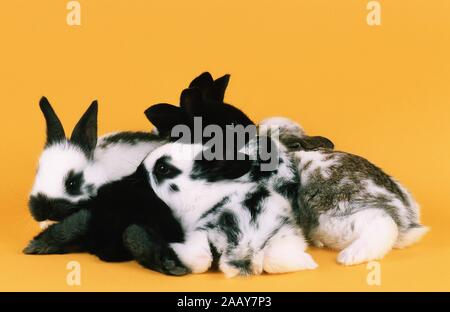 Hauskaninchen Haus-Kaninchen, Oryctolagus cuniculus (f. domestica), Gruppe draengt zweigniederlassungen dicht zusammen | lapin domestique (Oryctolagus cuniculus f dom. Banque D'Images