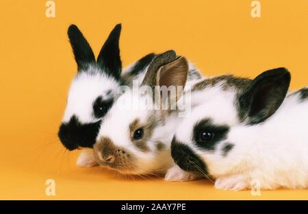 Hauskaninchen Haus-Kaninchen, Oryctolagus cuniculus (f. domestica), drei Tiere nebeneinander | lapin domestique (Oryctolagus cuniculus f. domestica), t Banque D'Images