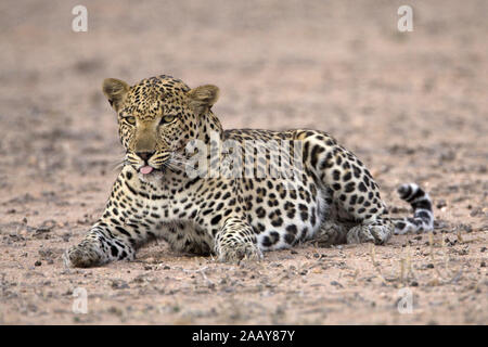 Leopard | Panthera pardus - Leopard Leoparden Maennchen ruhend Kalahari Gemsbok NP, Suedafrika Banque D'Images