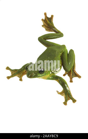 Rhacophorus dennysi Gruener (Riesenflugfrosch) | Blanford's frog à fouetter, asiatique, asiatique rainette de vol à voile (Rhacophorus dennysi treefrog) | BL Banque D'Images