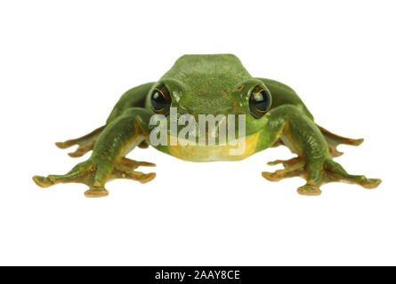 Rhacophorus dennysi Gruener (Riesenflugfrosch) | Blanford's frog à fouetter, asiatique, asiatique rainette de vol à voile (Rhacophorus dennysi treefrog) | BL Banque D'Images