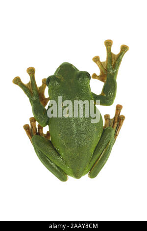 Rhacophorus dennysi Gruener (Riesenflugfrosch) | Blanford's frog à fouetter, asiatique, asiatique rainette de vol à voile (Rhacophorus dennysi treefrog) | BLW Banque D'Images