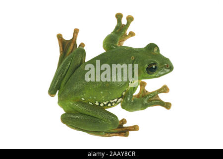 Rhacophorus dennysi Gruener (Riesenflugfrosch) | Blanford's frog à fouetter, asiatique, asiatique rainette de vol à voile (Rhacophorus dennysi treefrog) | BL Banque D'Images