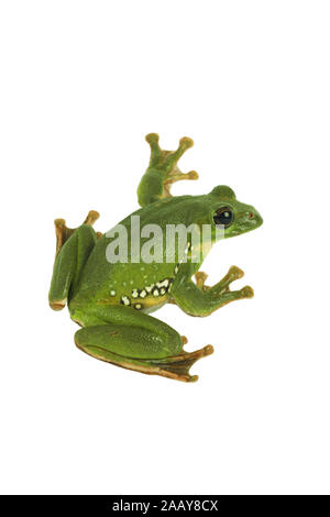 Rhacophorus dennysi Gruener (Riesenflugfrosch) | Blanford's frog à fouetter, asiatique, asiatique rainette de vol à voile (Rhacophorus dennysi treefrog) | BL Banque D'Images